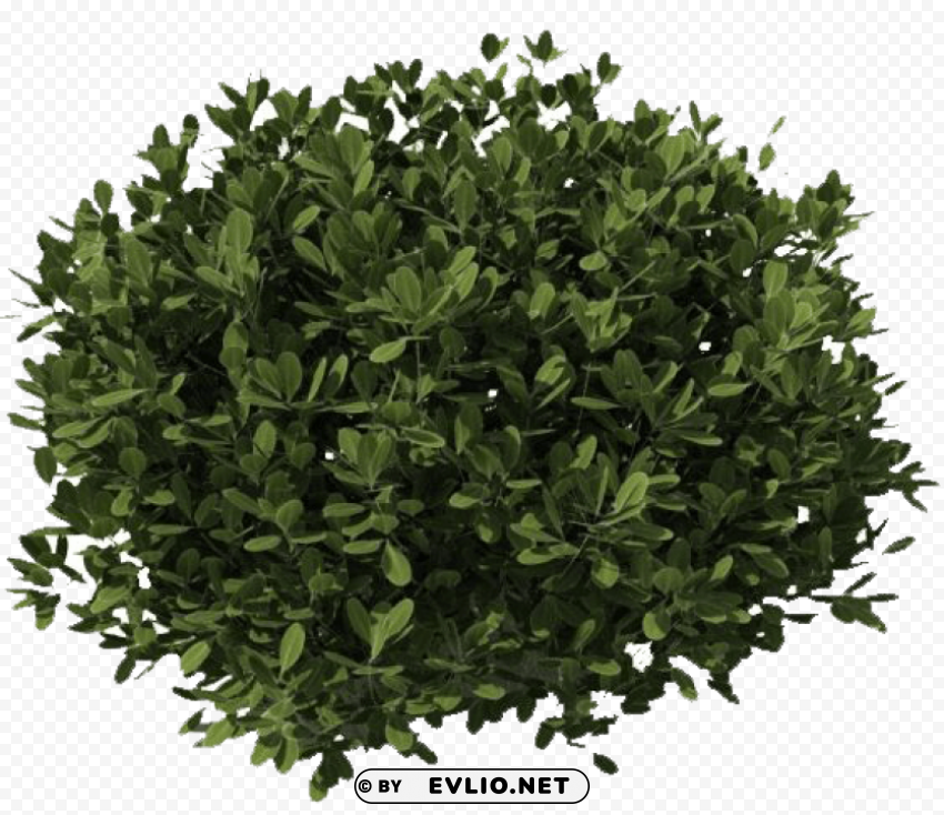 bushes PNG transparent pictures for editing