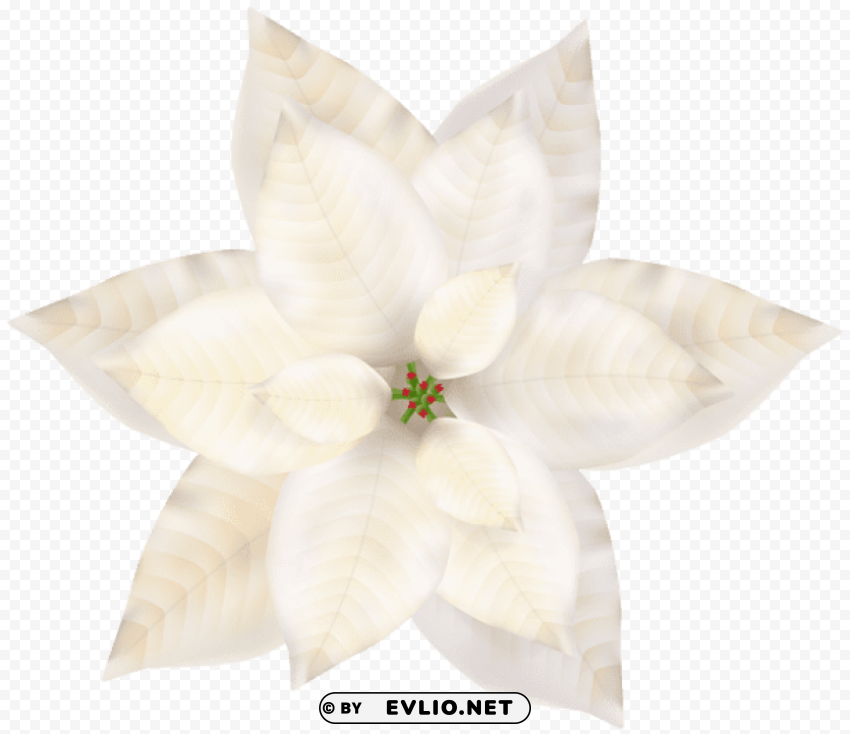 christmas white poinsettia Transparent Background Isolated PNG Item