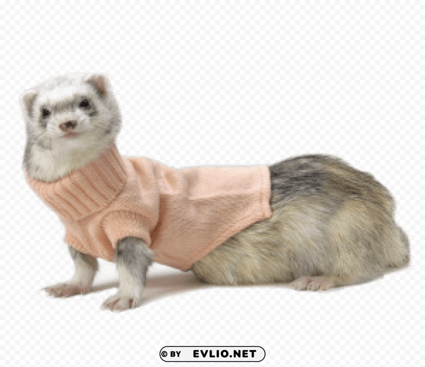 Ferret Transparent PNG Graphics Assortment