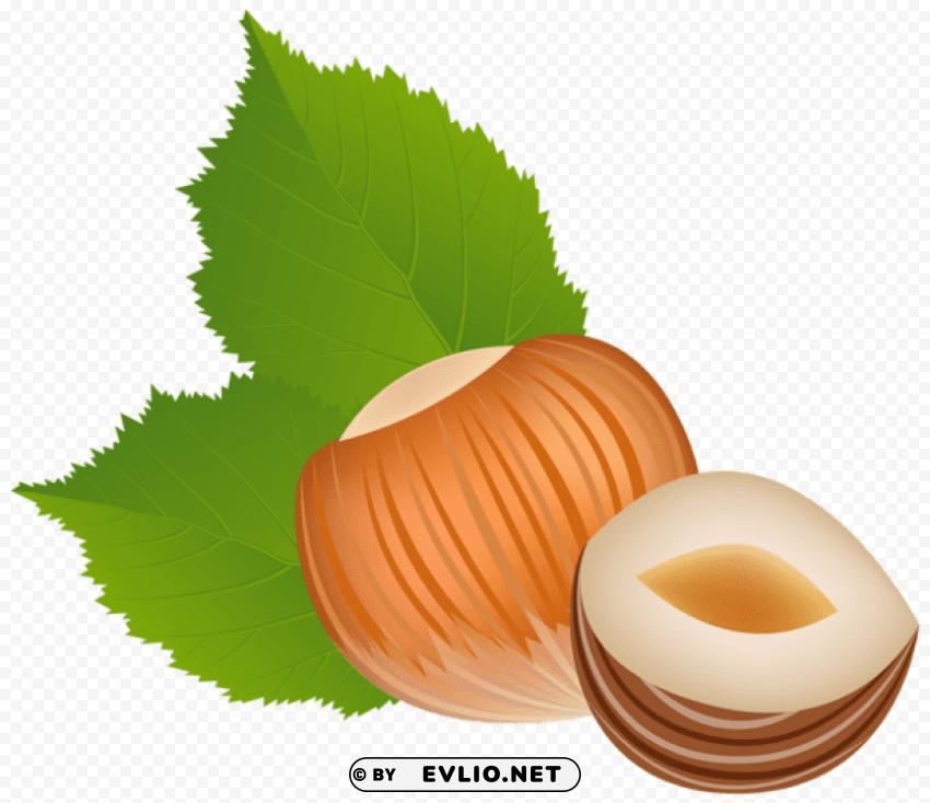hazelnut transparent Free PNG images with alpha transparency