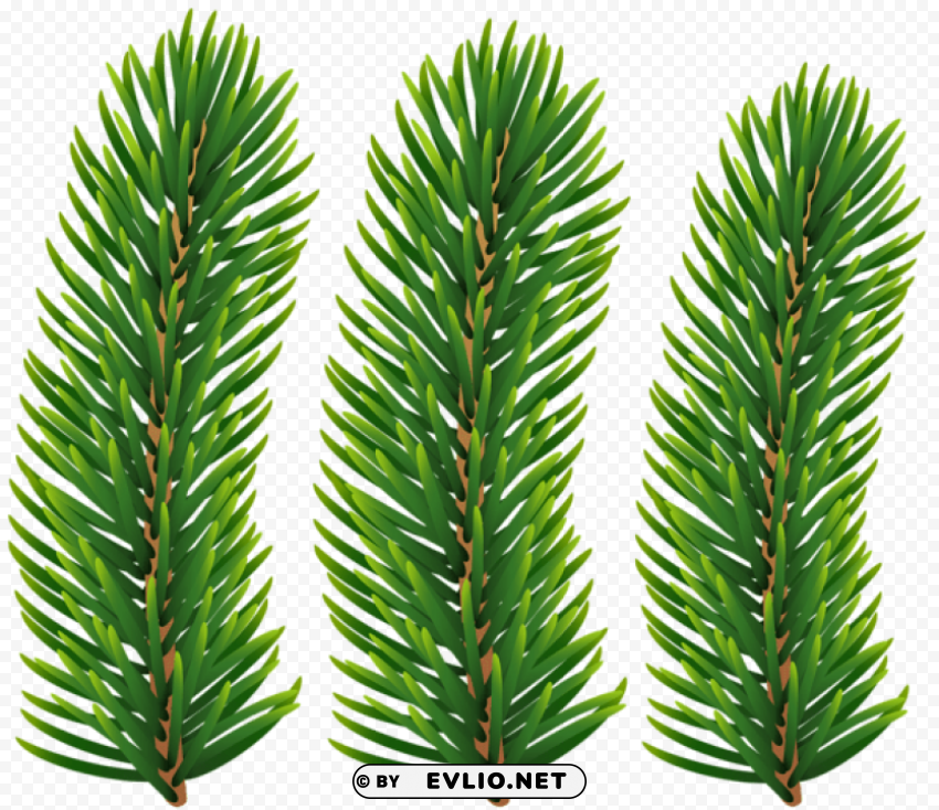 pine branches transparent Isolated Character on HighResolution PNG