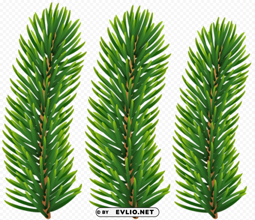 pine branches transparent Isolated Character on HighResolution PNG PNG Images c3affe12