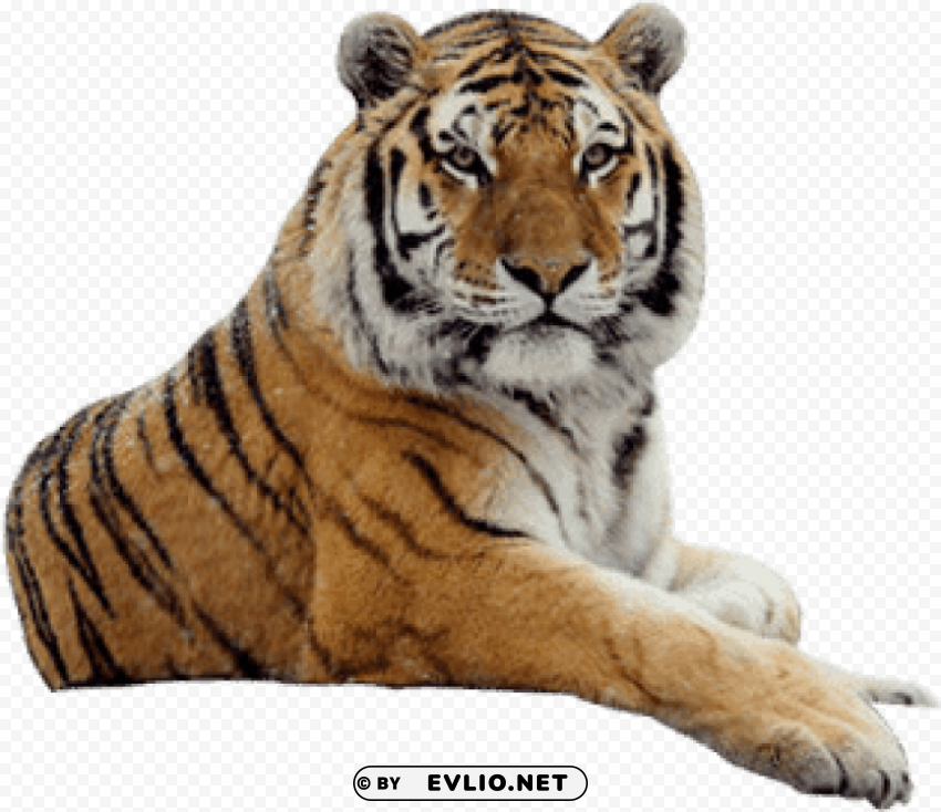tiger looking PNG Graphic with Transparency Isolation