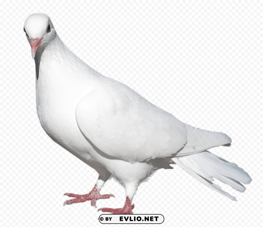 white pigeonpicture Clear background PNG images diverse assortment