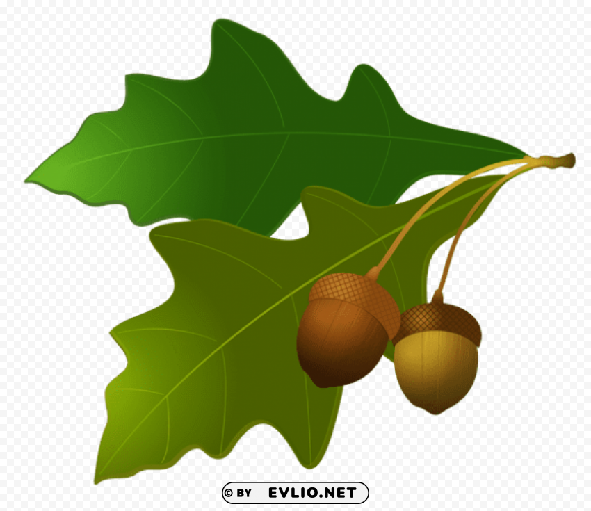acorn PNG Graphic Isolated with Clear Background
