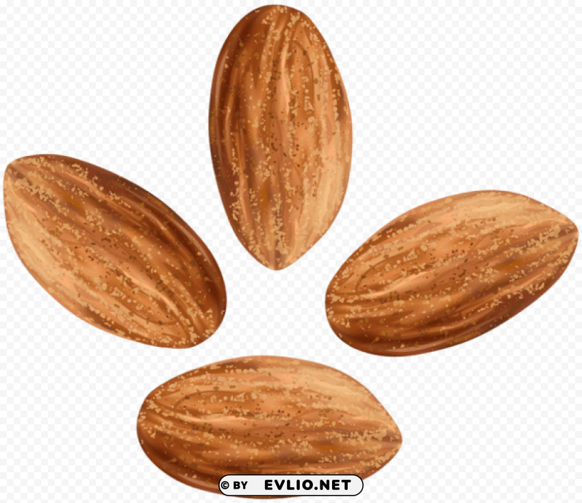 almonds transparent PNG Image Isolated with Clear Transparency