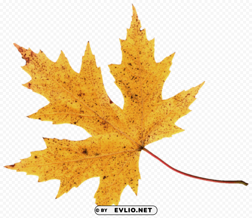 autumn leaf PNG images with clear alpha layer