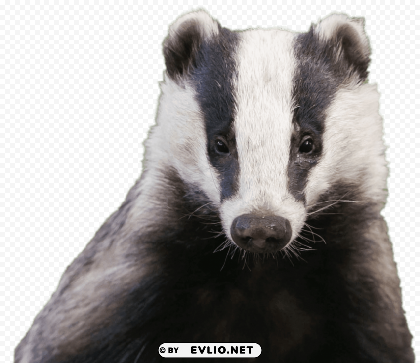 badger head PNG images with alpha channel selection