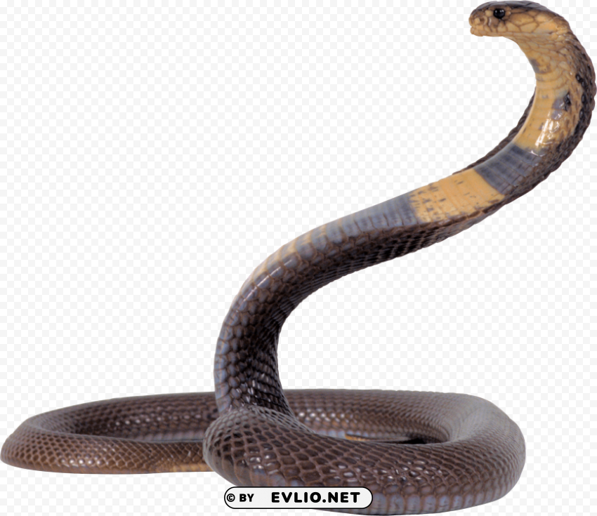 black and yellow snake Free download PNG images with alpha channel diversity