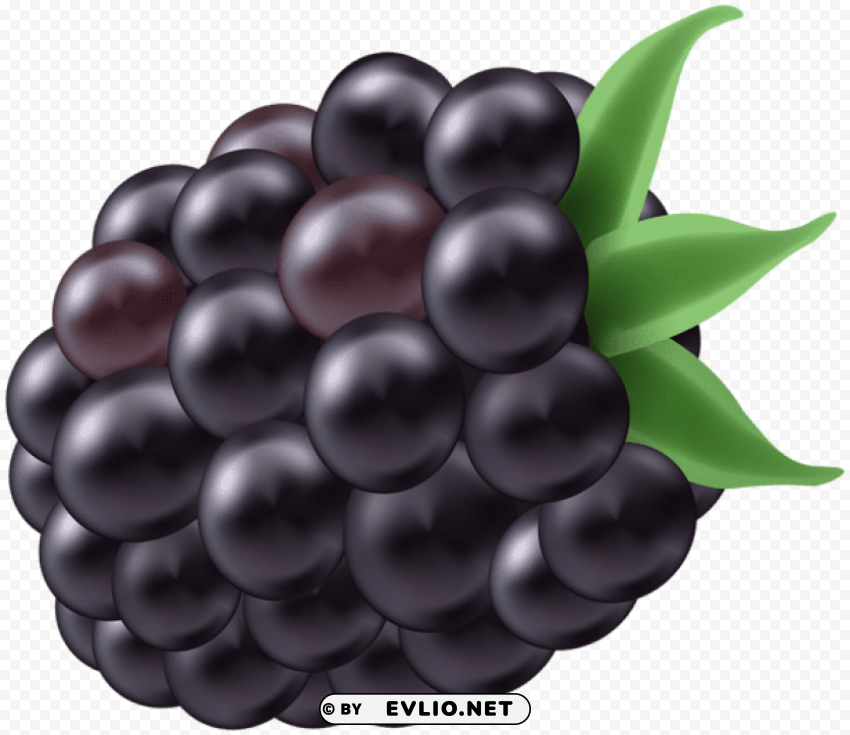 blackberry PNG images with no background needed