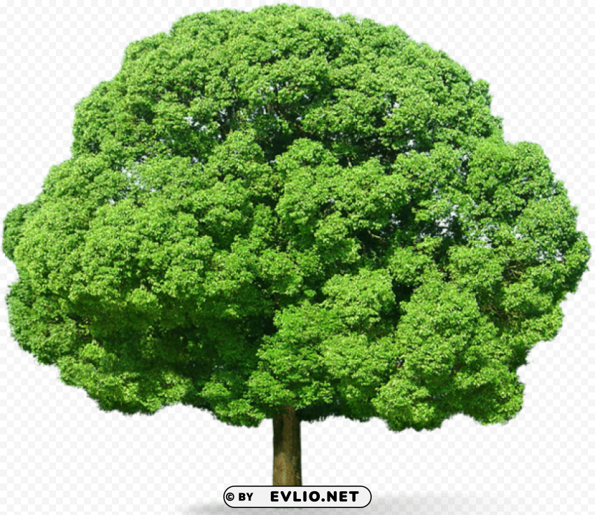 green tree Isolated Subject on Clear Background PNG