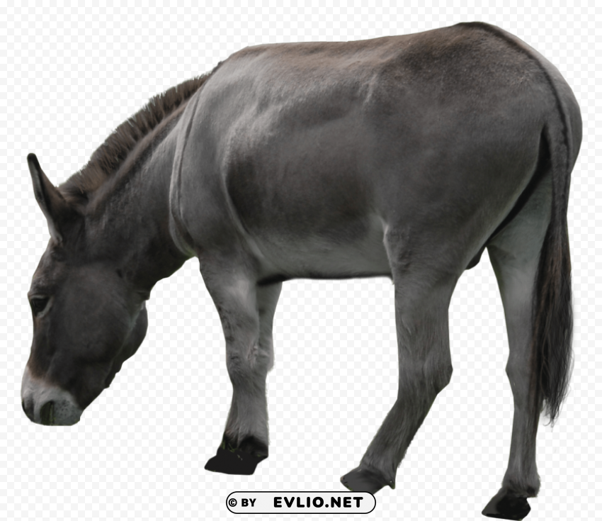 grey donkey standing Isolated Illustration in HighQuality Transparent PNG