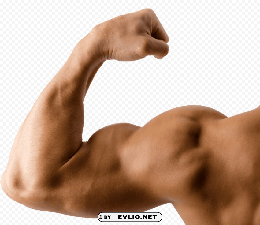 muscle PNG Graphic with Clear Background Isolation