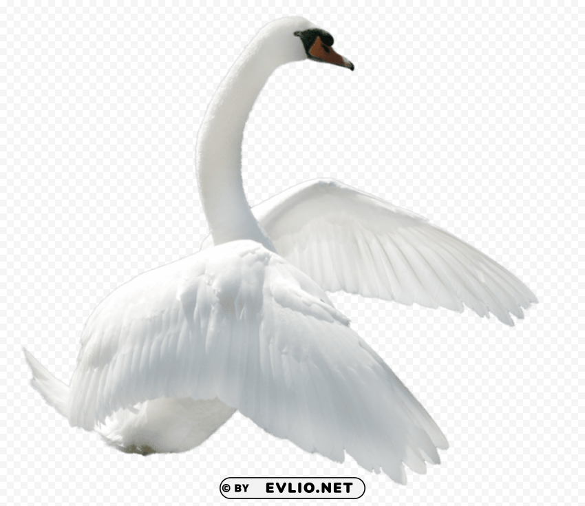 swan to right PNG images with no background free download