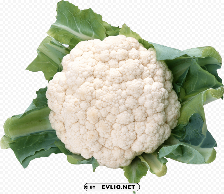 cauliflower PNG transparent images for websites