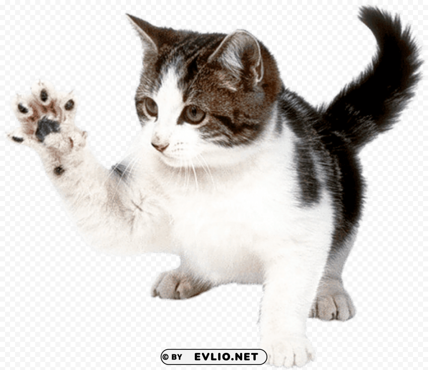 Fighting Cat PNG Transparent Photos Assortment