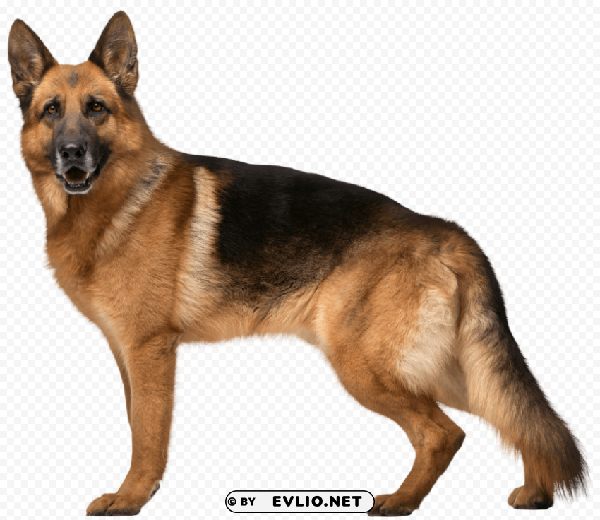german shepherd dog PNG Image Isolated with HighQuality Clarity