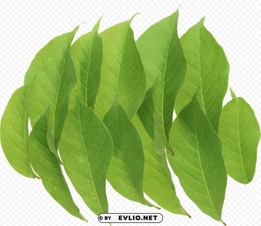 green leaves PNG Graphic with Clear Isolation
