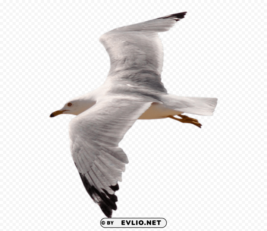 gull Isolated Element on HighQuality PNG