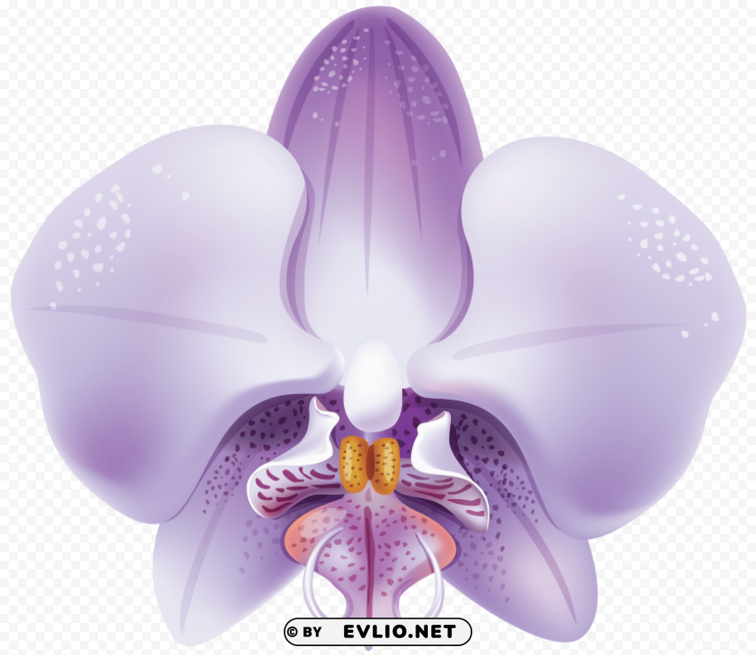 violet orchid PNG transparent photos comprehensive compilation