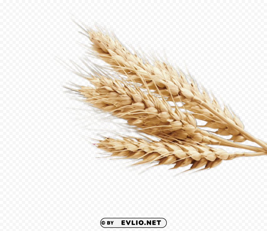 Wheat PNG for digital design