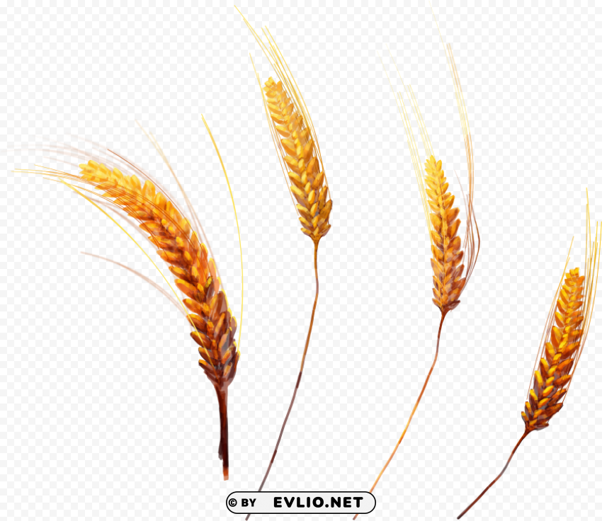 Wheat PNG graphics with transparency