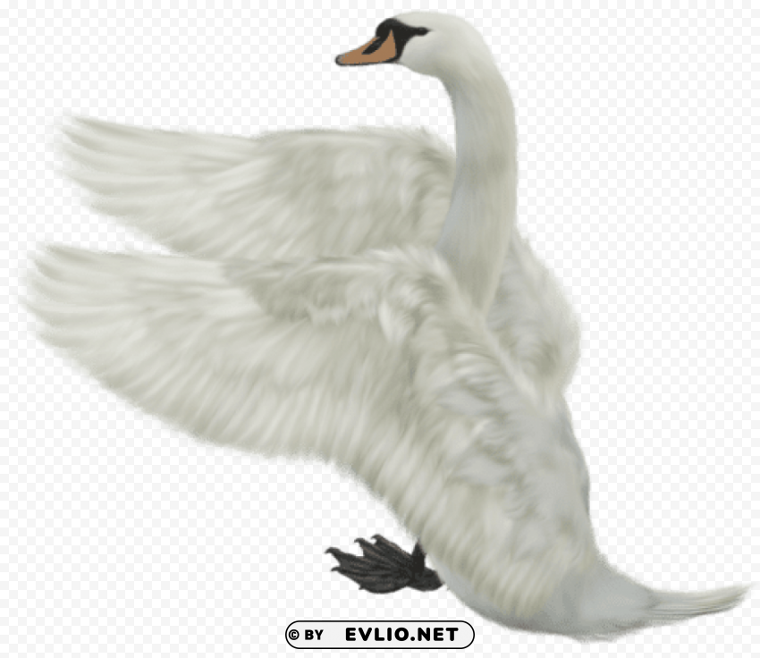 white swan free clip-art Clear PNG graphics