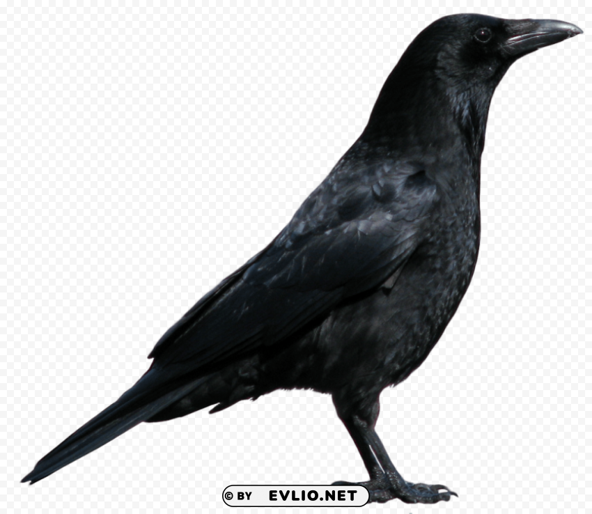 crow HighResolution PNG Isolated Illustration png images background - Image ID 14f19f2a