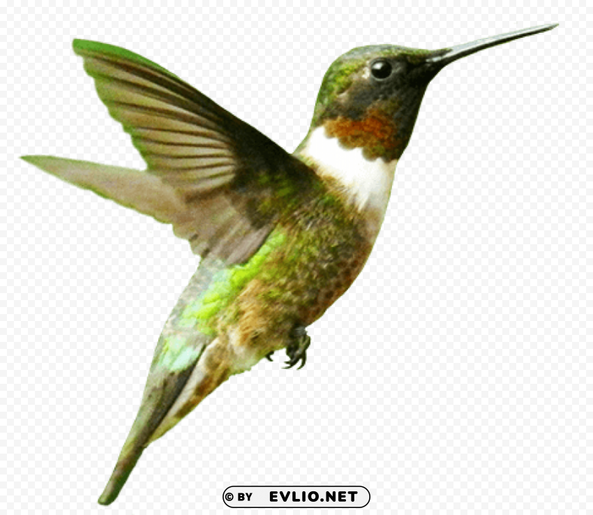 bird Isolated Subject with Transparent PNG