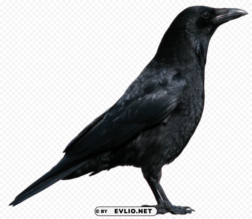 black crow standing PNG design png images background - Image ID c7120a64