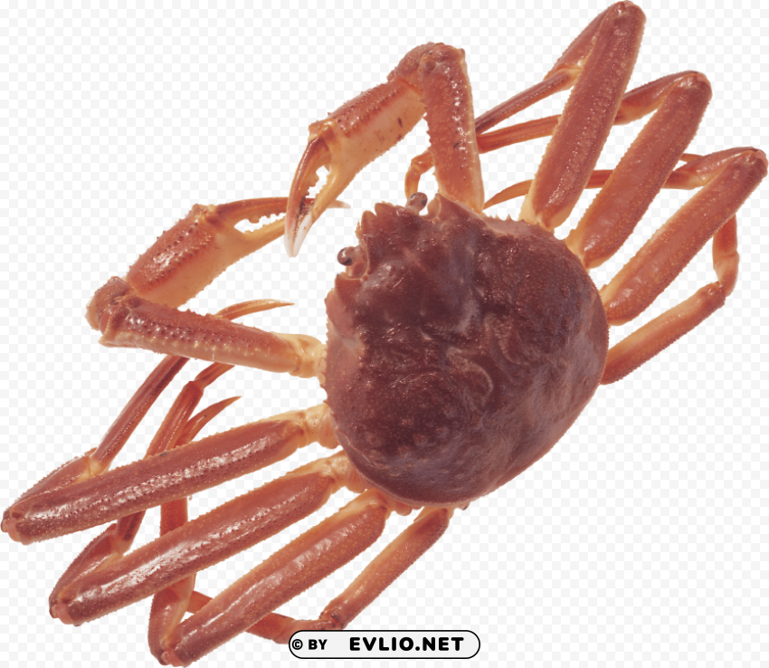 Crab Isolated Character On HighResolution PNG