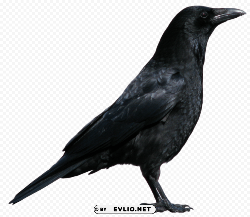 Crow Isolated Object in HighQuality Transparent PNG