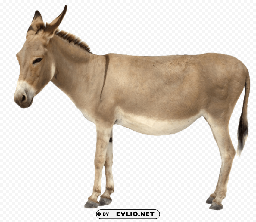 donkey PNG for t-shirt designs