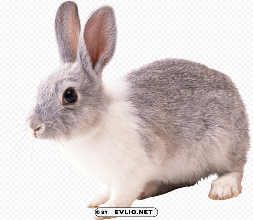 gray and white rabbit Free PNG download no background