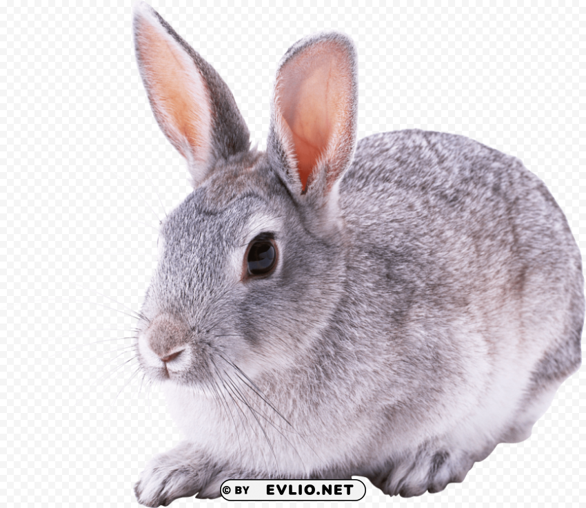 gray rabbit Free PNG file