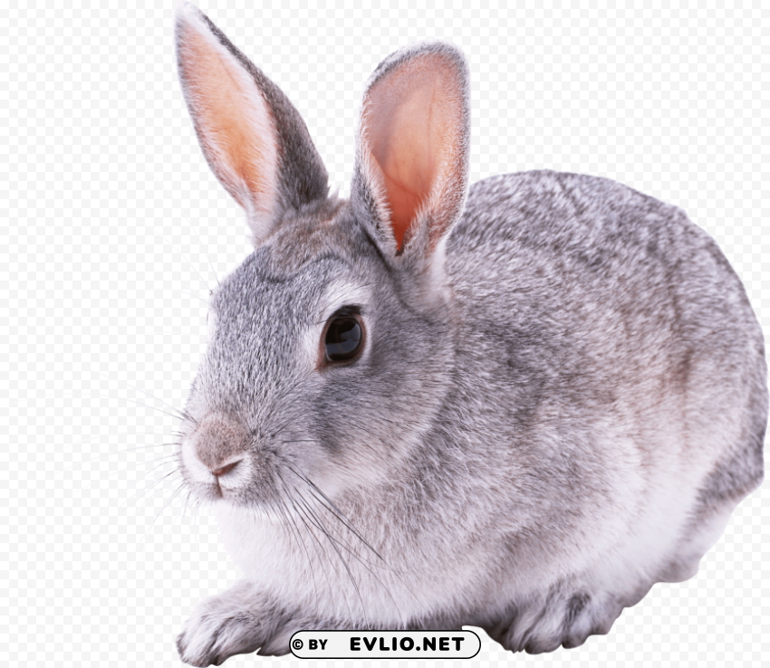 Gray Rabbit Free PNG File