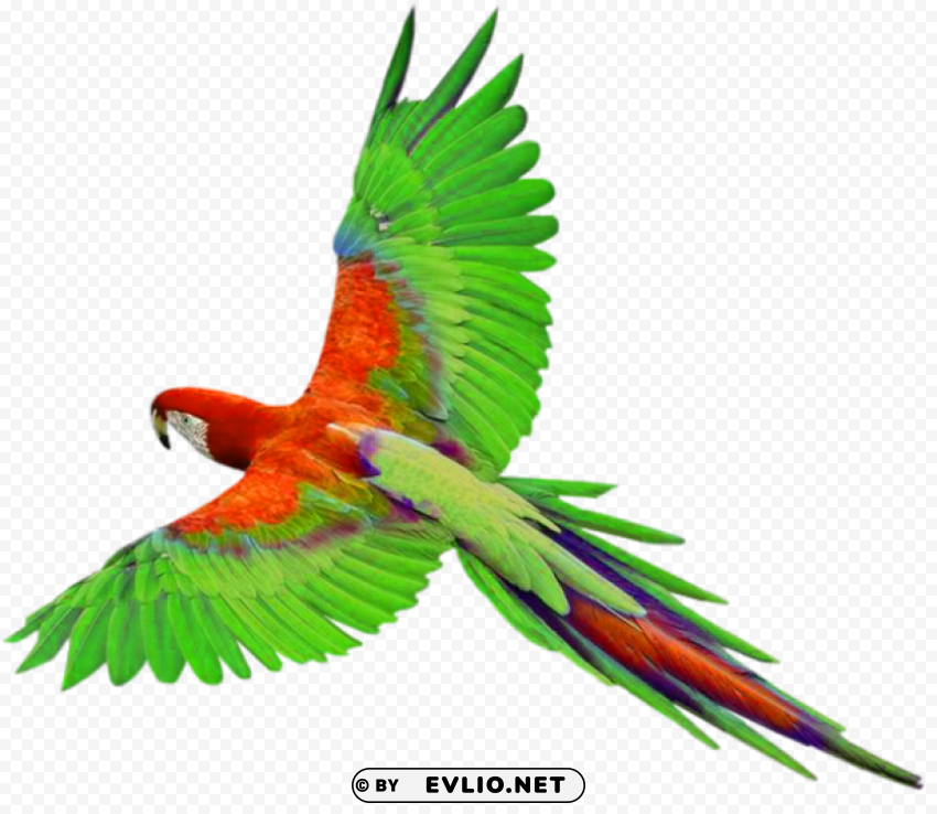 parrot in flight Clear PNG pictures package
