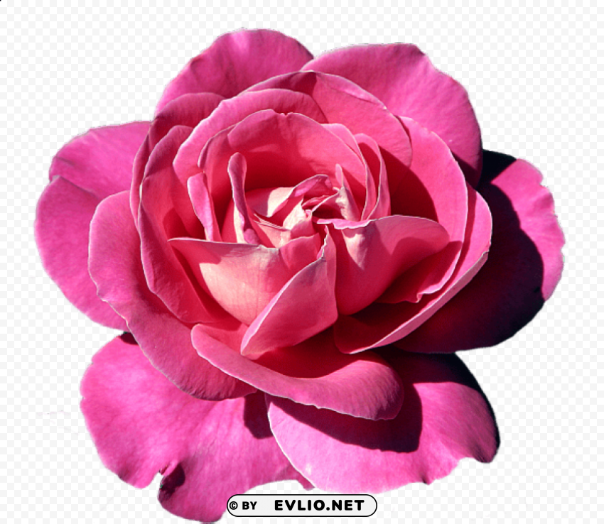 pink rose PNG with no background free download