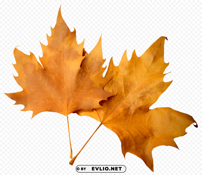 autumn leaf Isolated Design Element on Transparent PNG