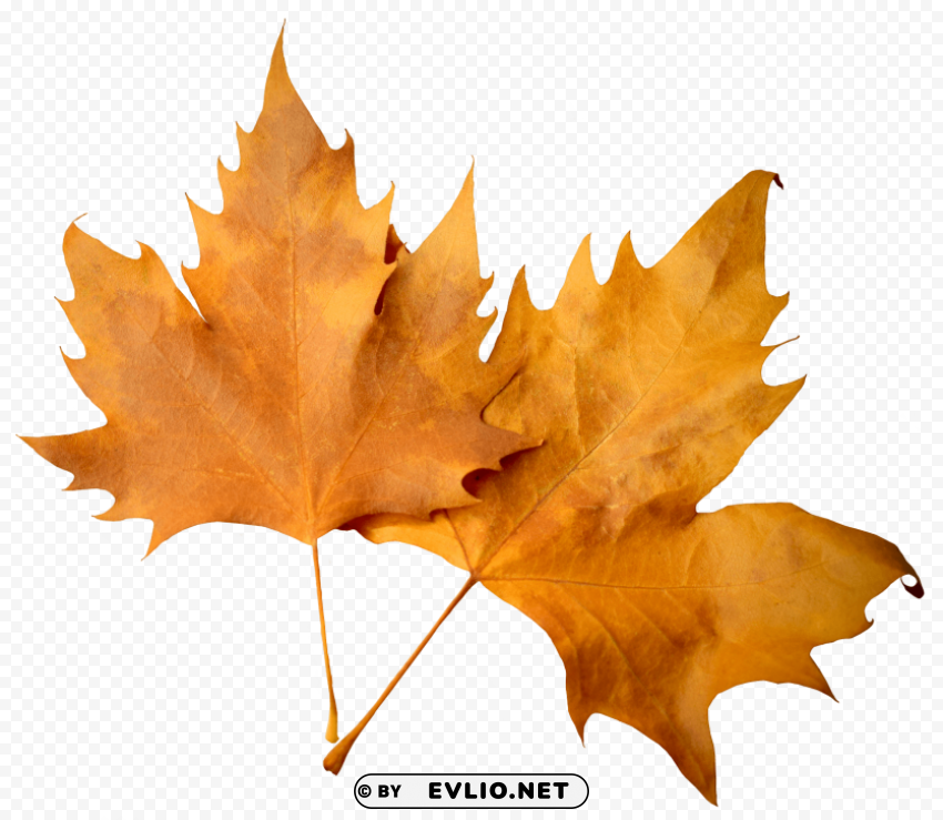 Autumn Leaf Isolated Design Element On Transparent PNG