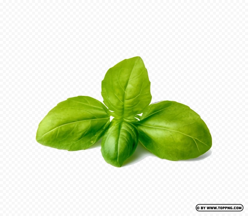Fresh Green Herbs Leaves Real and Natural HD Isolated Subject with Transparent PNG