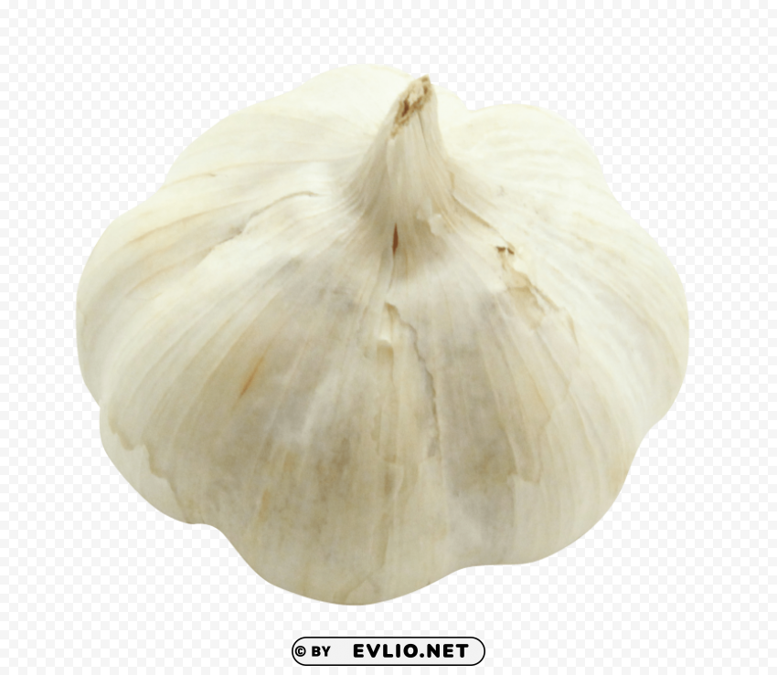 Garlic Transparent Pics