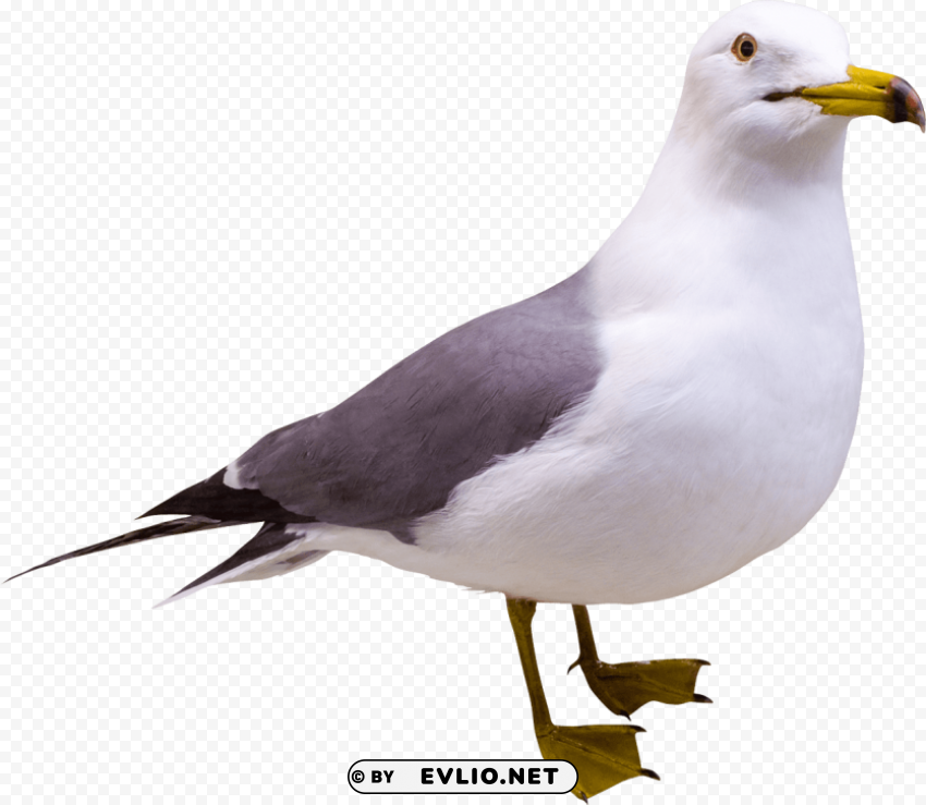 gull PNG with clear background set