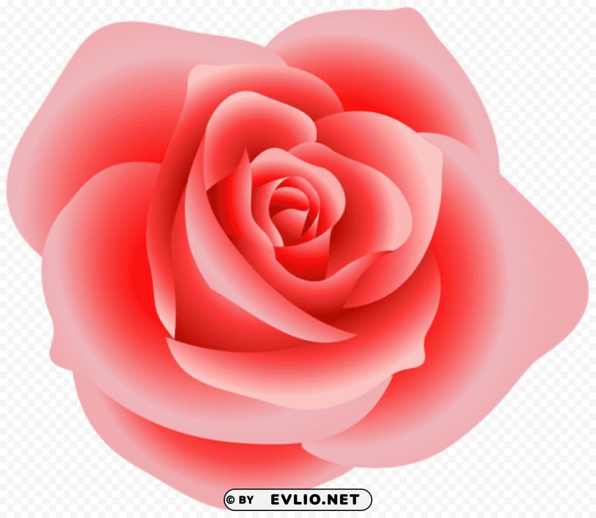 large red rose PNG transparency