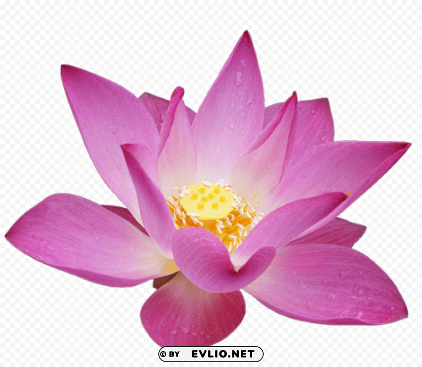 lotus flower PNG images for mockups