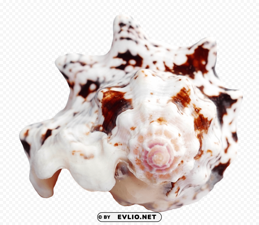 Ocean Sea Shell Transparent PNG Isolated Illustrative Element