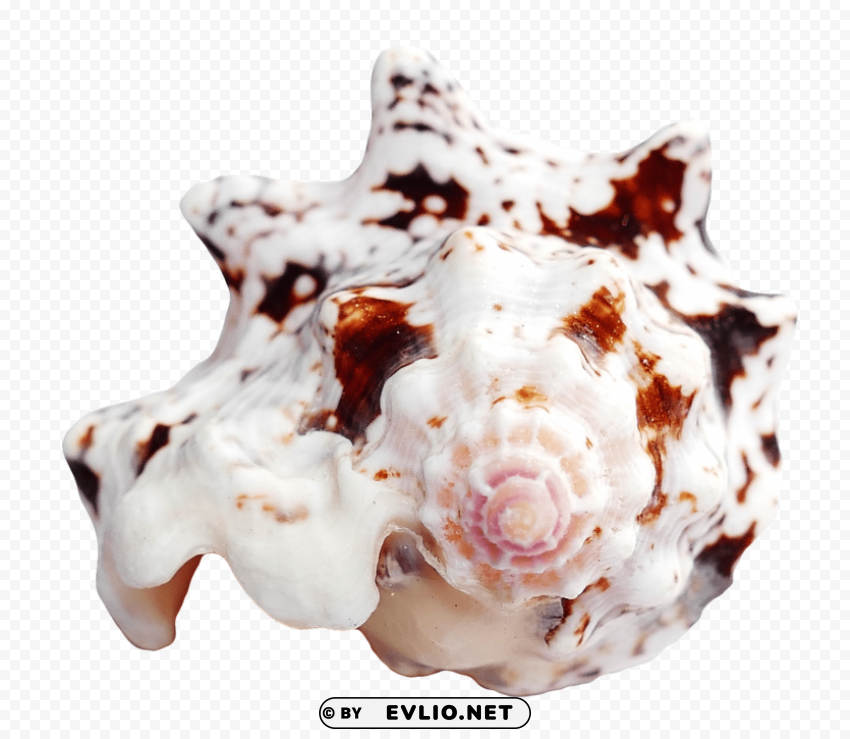 sea ocean shell Transparent Background Isolated PNG Design
