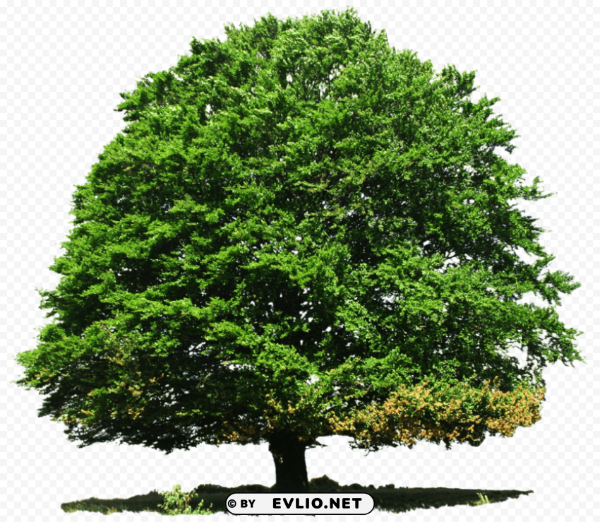 tree Isolated Character in Transparent PNG png images background - Image ID 40d6494f