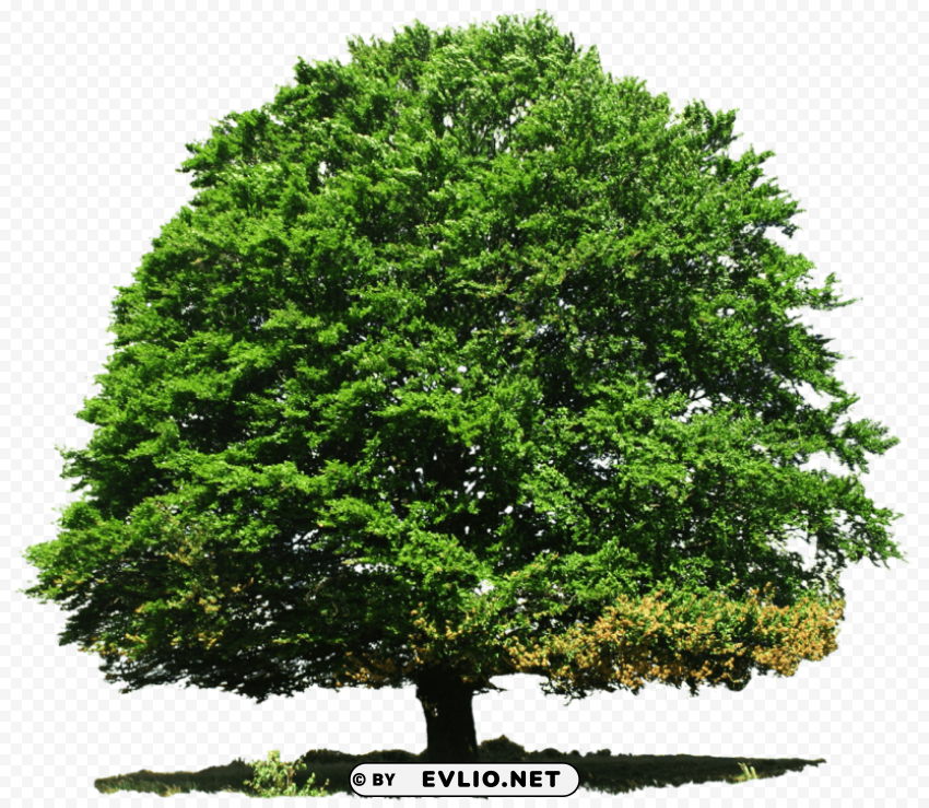 PNG image of tree PNG graphics with clear alpha channel with a clear background - Image ID 306d3316