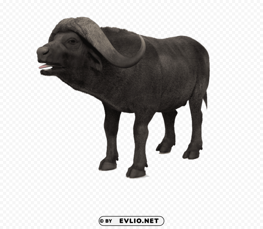 african buffalo s Free PNG download